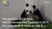 Panda born in Thailand gives birth to twins in China