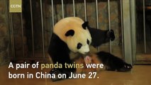 Rare footage shows panda giving birth to twins