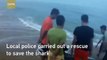 Rescue footage: Baby whale shark gets stranded on the beach