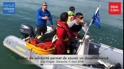 HT CAP D'AGDE : Un élan de solidarité permet de sauver un dauphin blessé