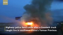 Police herd cattle after livestock truck bursts into flames