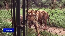 Ticket cheats' near miss with tigers at Chinese zoo
