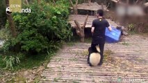 Pandas prefer keeper’s leg to bamboo