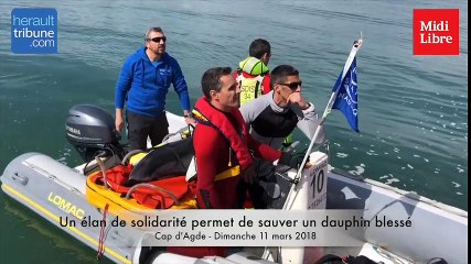 ML CAP D'AGDE : Un élan de solidarité permet de sauver un dauphin blessé