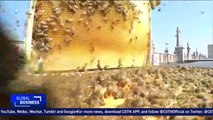 Belgium sets up plan to stop bee colony collapse