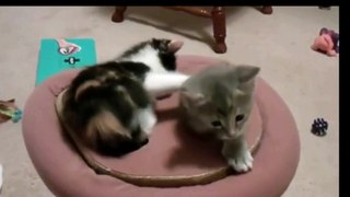 Best Funny Cat Video Ever