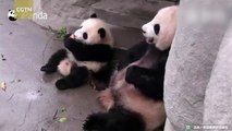 'Taking candy from a baby!' Panda mom steals snack from cub