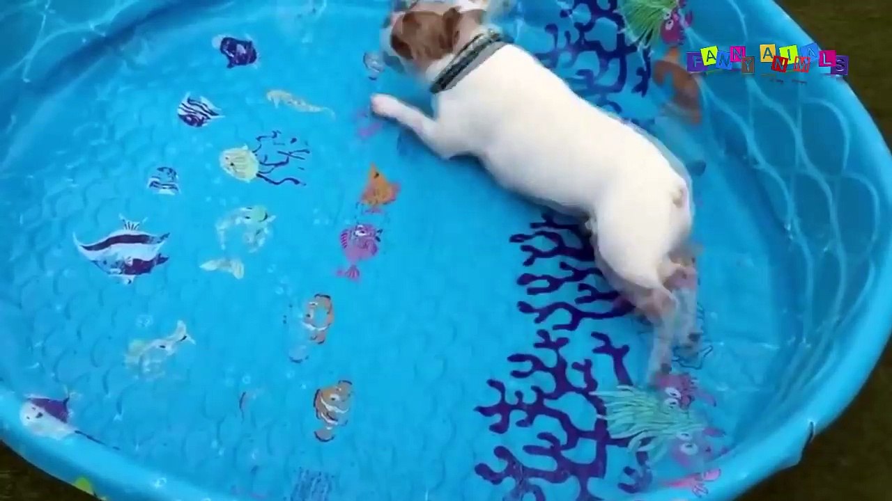 Приколы с животными смешные кошки и собаки. Угарные животные. ДО СЛЁЗ #1