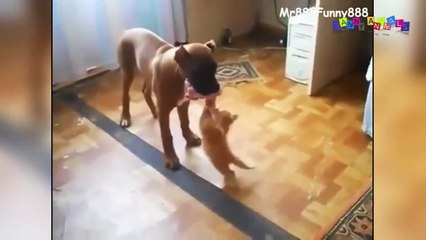 Смешное видео про собак и кошек.