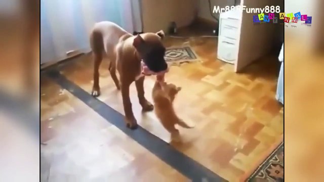 Смешное видео про собак и кошек.