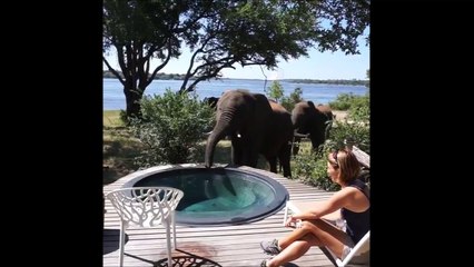 Download Video: Les éléphants viennent boire dans la piscine de ce lodge au Zimbabwe