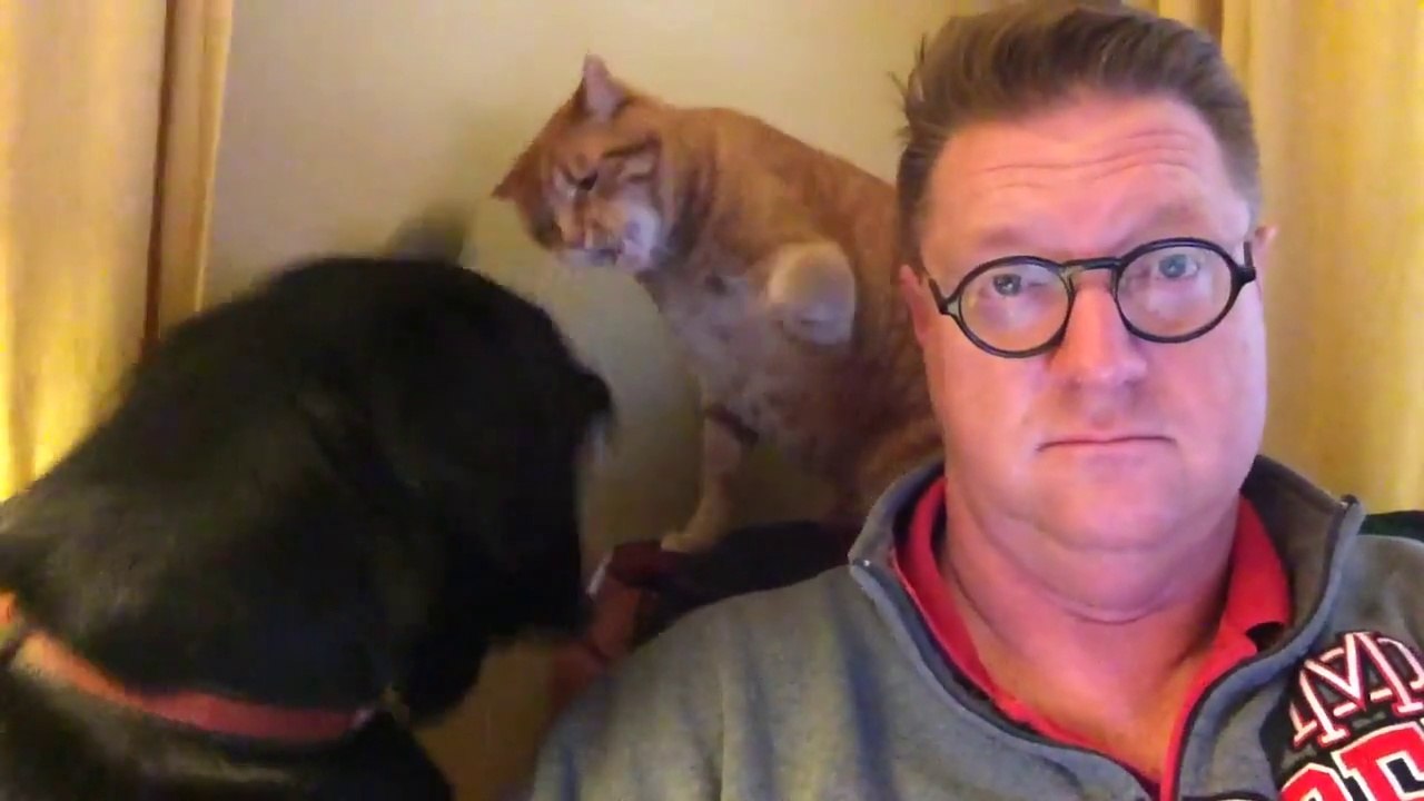 Il n'a pas d'enfants mais il a un chien et un chat... Et c'est pire