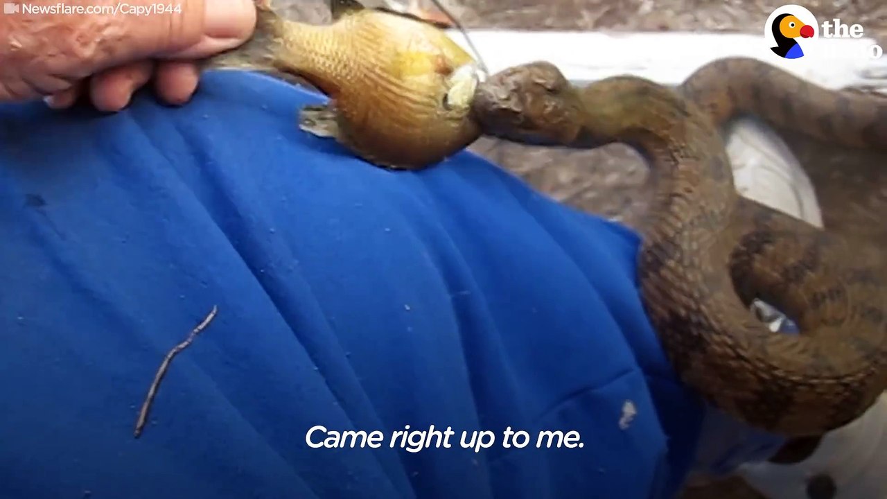 Tout les jours il vient nourrir un serpent sauvage