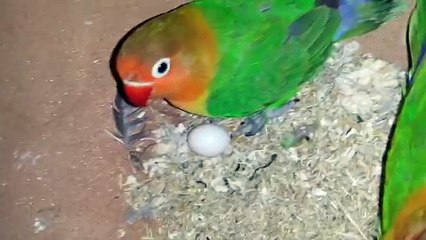 Lovebird (Fisher) ke 4 pair ne eggs de diye good progress in Urdu/Hindi.