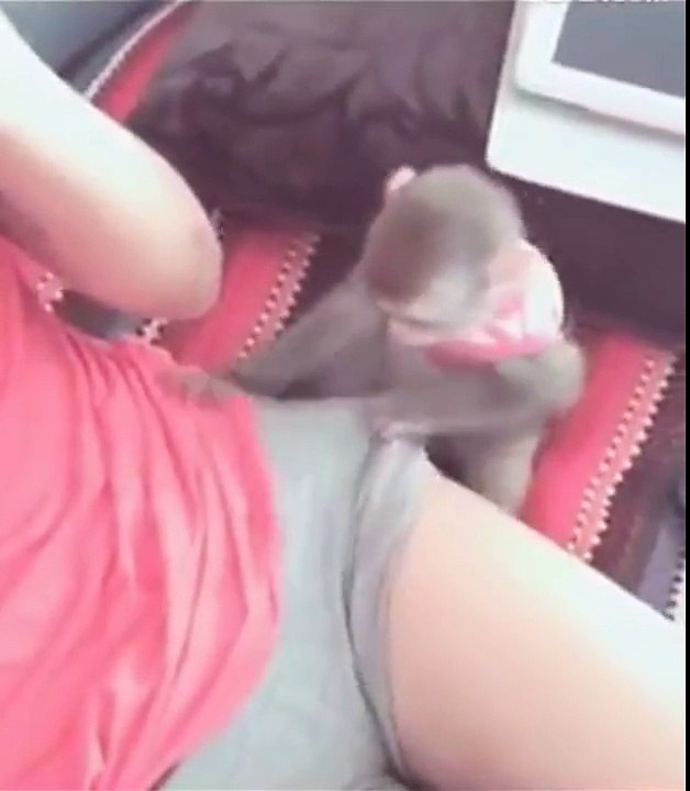 Monito curioso con su dueña