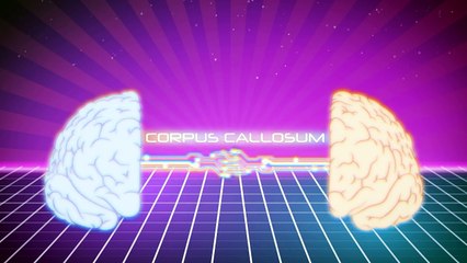 Do You Really Have Two Brains?