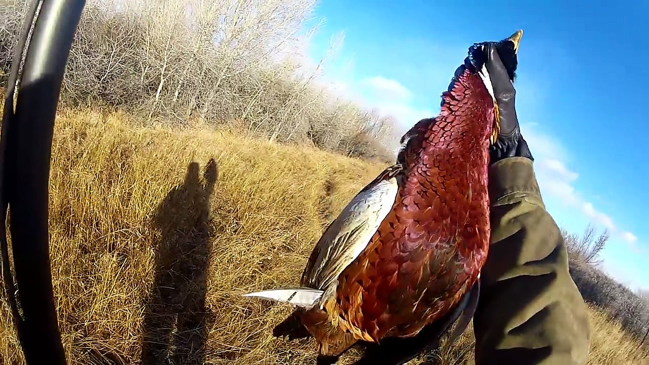 Pheasant Hunting Montana