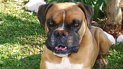 Top 10 Most DANGEROUS DOG Breeds
