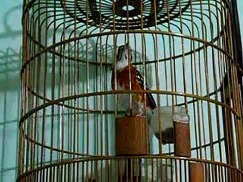 Kicau Mania | Suara Burung ANIS Cendana | Gacor Ngerol Volume Keras MANTAP