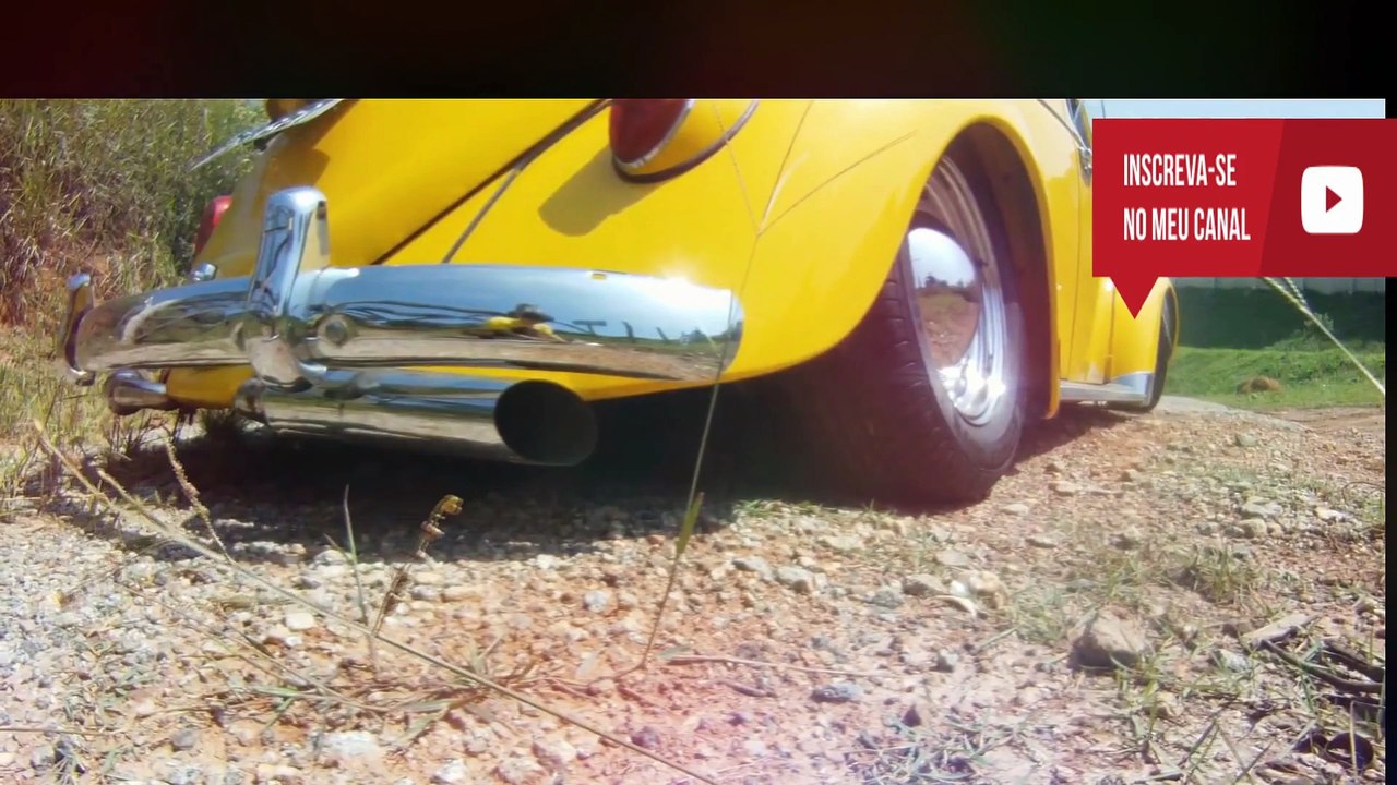 low beetles from brazil !!