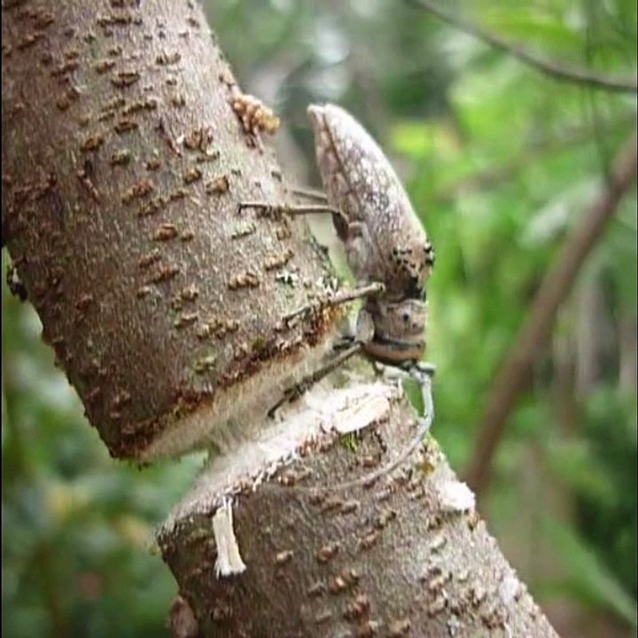Beetle Chews Through Branch