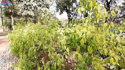 Honor 9 Lite Full Review and Unboxing