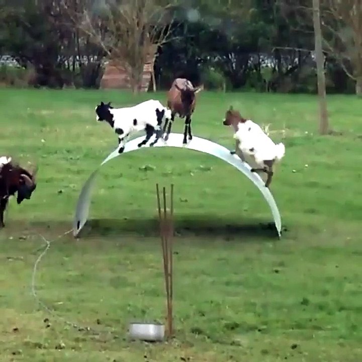 funny animal compilation 2018