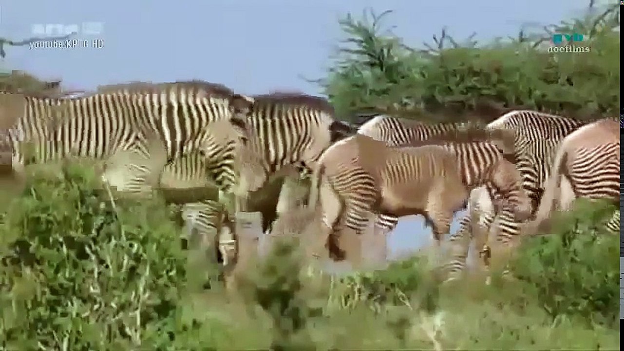Ngựa vằn bên dòng sông Masai Mara - Thiên nhiên hoang dã full HD Thuyết minh