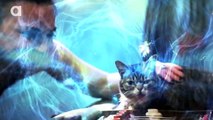 Petting Lil BUB takes you BACK IN TIME!