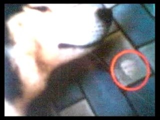 Ghosts Paranormal video