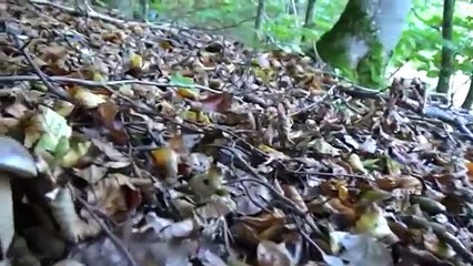 Une concentration et une récolte exceptionnelle de cèpes en octobre new