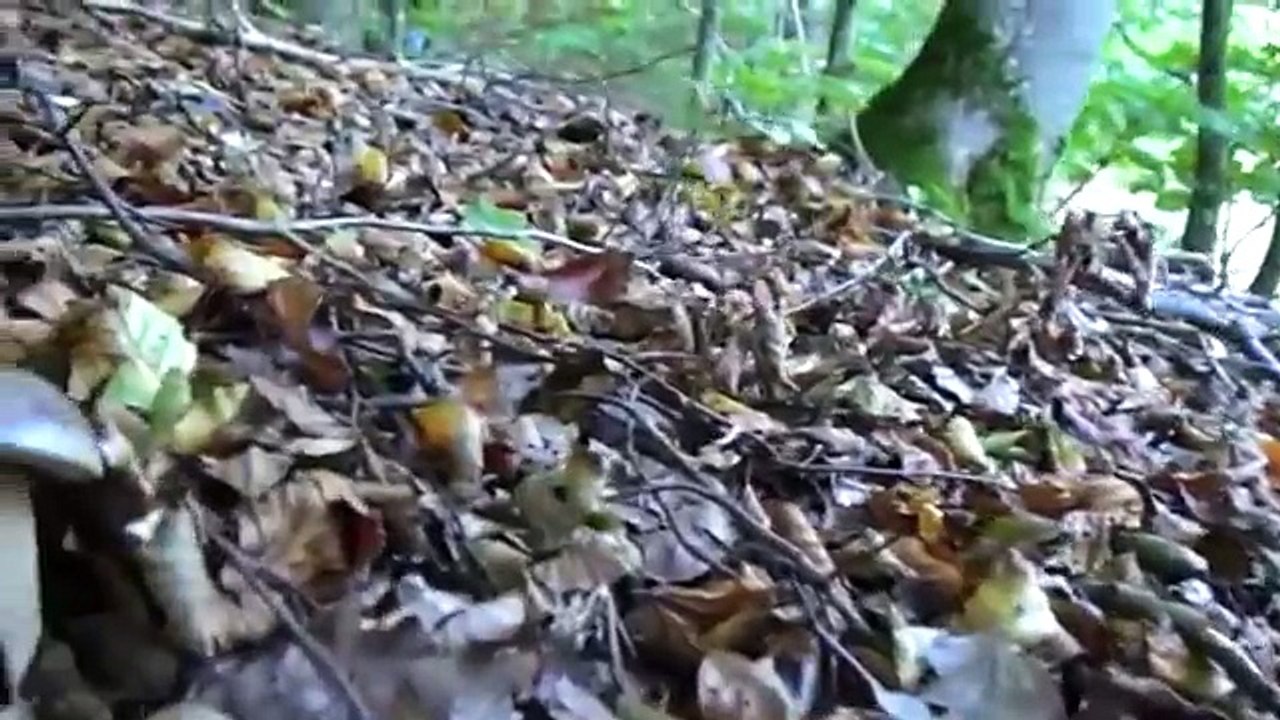 Une concentration et une récolte exceptionnelle de cèpes en octobre new