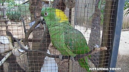 FUNNY PARROTS __ Funny BIRD Videos Compilation
