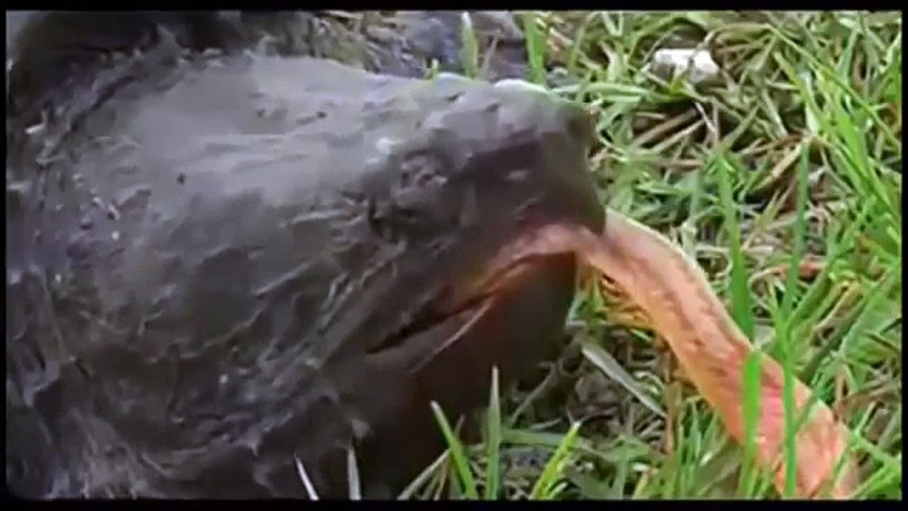 Wild Life Scenes Incredible