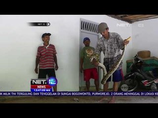 Ular Piton Masuk Desa  NET 12