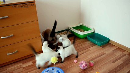 Download Video: Как тайские котята встречают папу кота Оскара! Тайские кошки - это чудо! Funny Cats