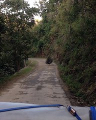 Peacock Dancing - Jim Corbett National Park