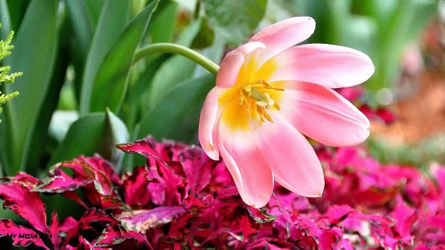 ALLAH ki Qudrat Maulana Tariq Jameel Sahab HD Short Clip.MX VIDEOS