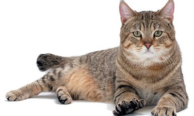 Teddy the Honking Cat