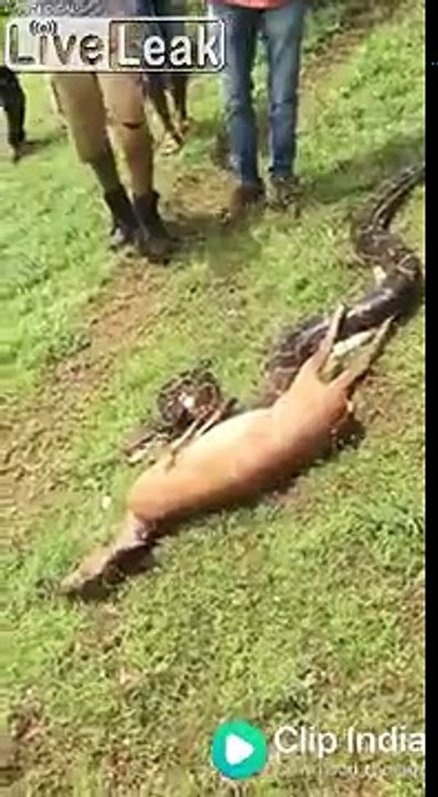 Ce serpent avale une antilope en 5 secondes !