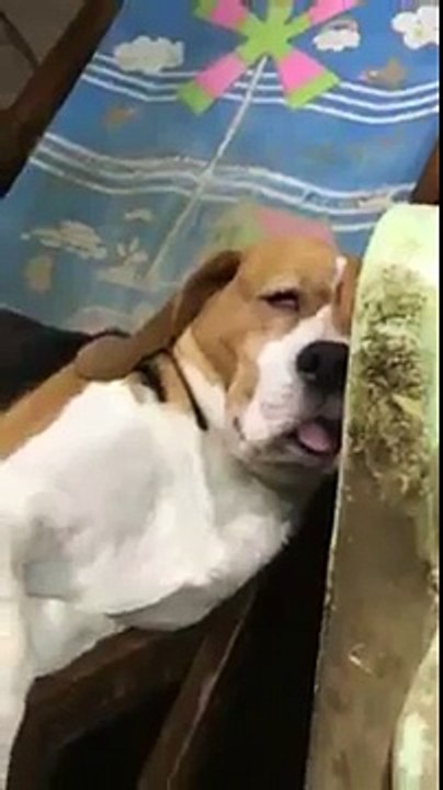 Trop bon : la langue de ce chien qui dort pend dans le vide !