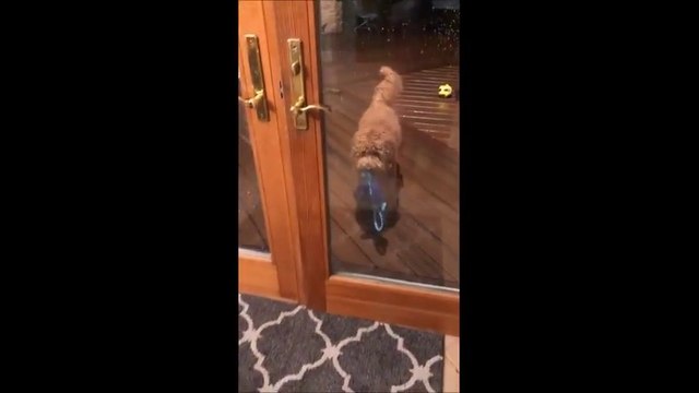 Ce chien ne sort jamais sans un jouet pour pisser dans le jardin !