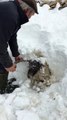 Sauvetage d'un mouton pris dans l'avalanche sous 1m de neige !