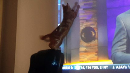 Cats Playing Laser Tag Another Funny Cat Video!