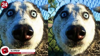 25 Funniest Dog Photos