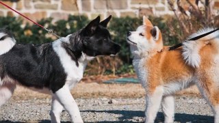 American Akita vs Japanese Akita  - FACTS