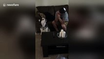 Husky sings along with owner playing the harmonica