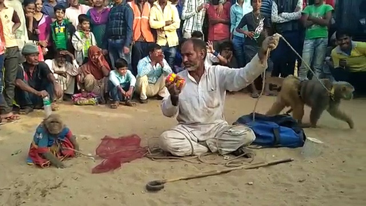 ( Monkey Show )Bandar Bandriya Ka Khel - Funny Video _ Comedy