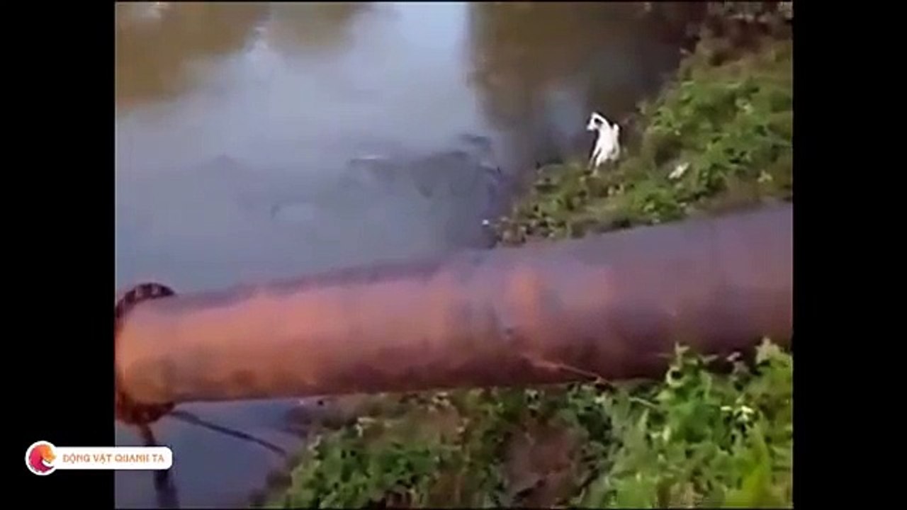 Crocodiles attack dogs and devour them