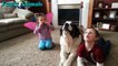St Bernard Dogs Playing And Protecting Babies Videos Compilation - Dog Loves Baby Videos